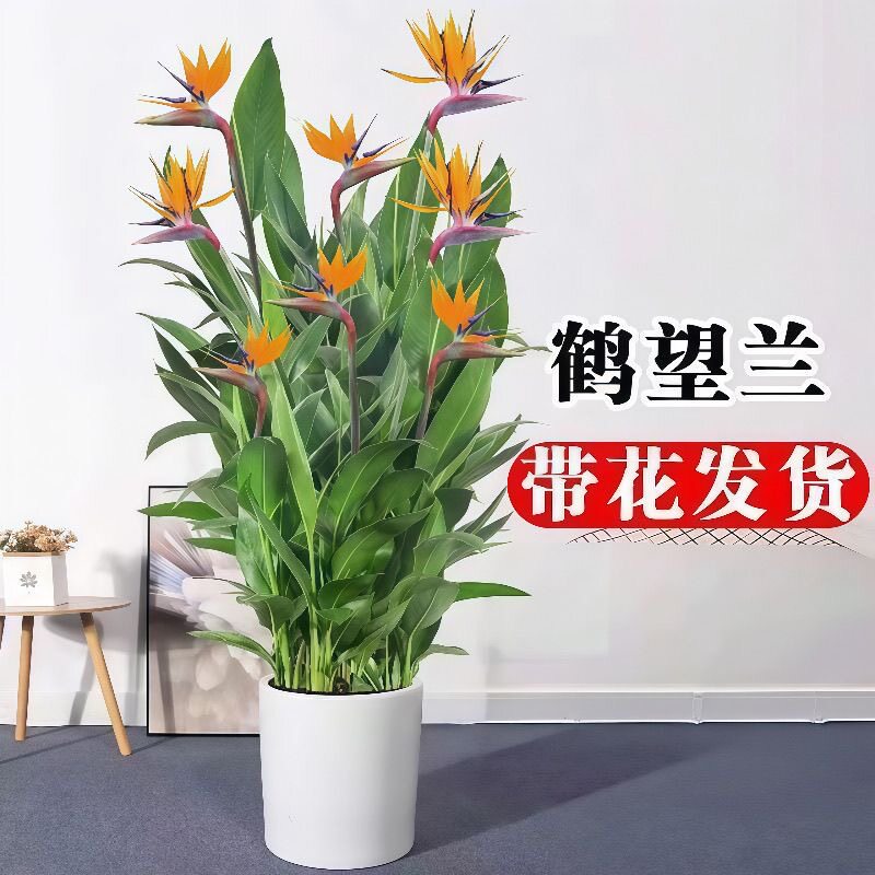 客厅适合摆放的花富贵鸟室内花卉绿植盆栽卧室好养天堂鸟净化空气