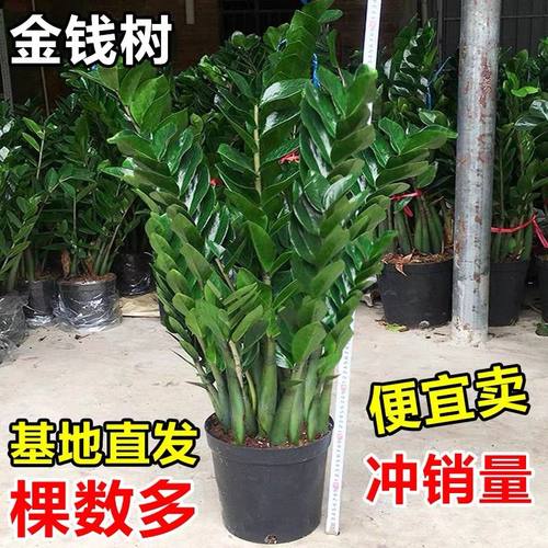 金钱树盆栽植物室内大绿植钱串子招财客厅四季常青发财树盆景