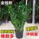 金钱树盆栽植物室内大绿植钱串子招财客厅四季 常青发财树盆景