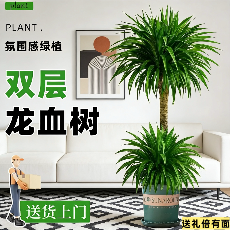 超大型龙须树盆栽室内客厅摆件绿植花卉盆景四季常青好易养活植物