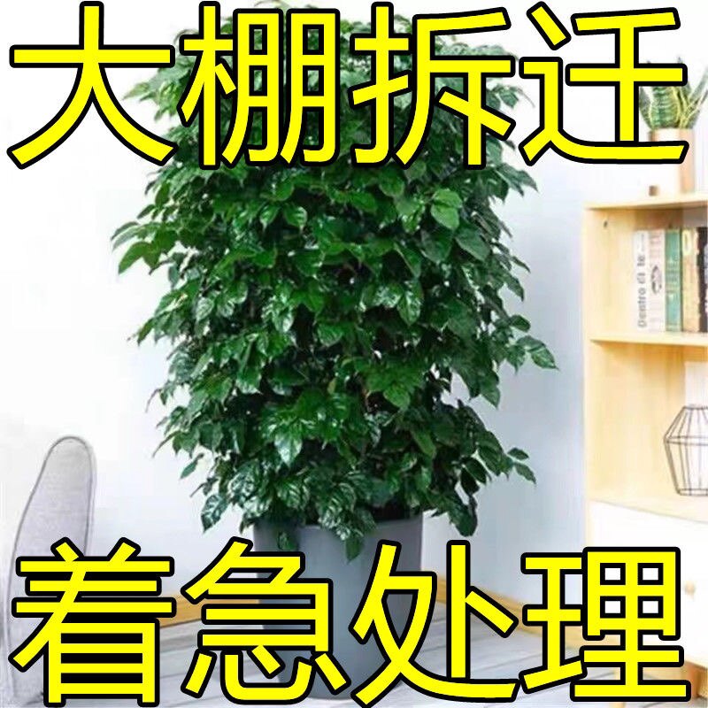 幸福树盆栽大棵特大号客厅平安树绿植绿宝植物四季常青开业乔迁