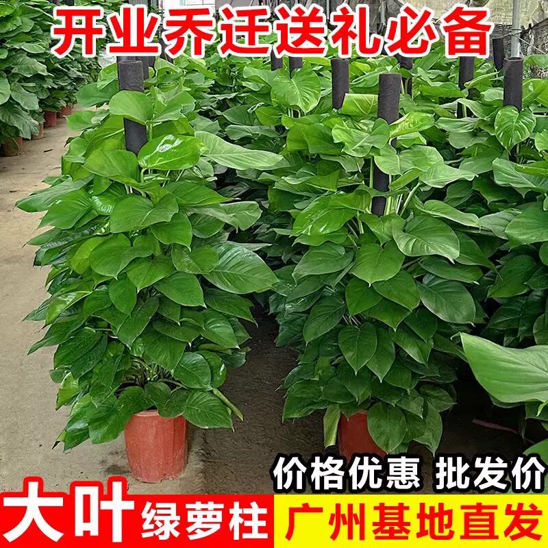 大叶绿萝柱客厅绿植室内大型绿箩盆栽办公室净化空气开业送礼盆景