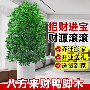高大鸭脚木盆栽大型室内客厅绿植鸭掌木植物四季常青好养活招财树