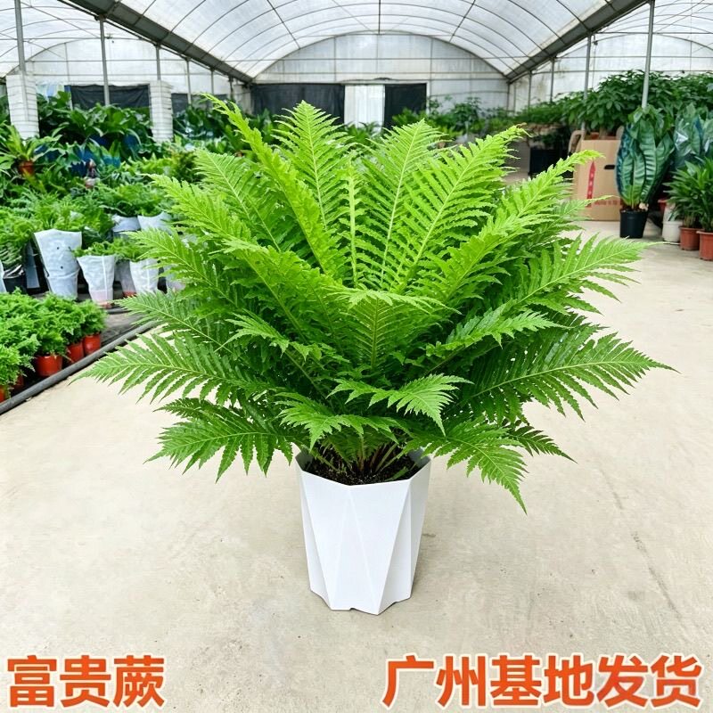 富贵蕨类植物盆栽室内客厅办公室净化空气除甲醛观叶大型绿植盆景