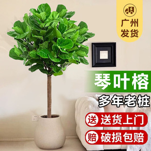 招财客厅大型绿植高大发财树办公室植物净化空气大叶老桩好琴叶榕