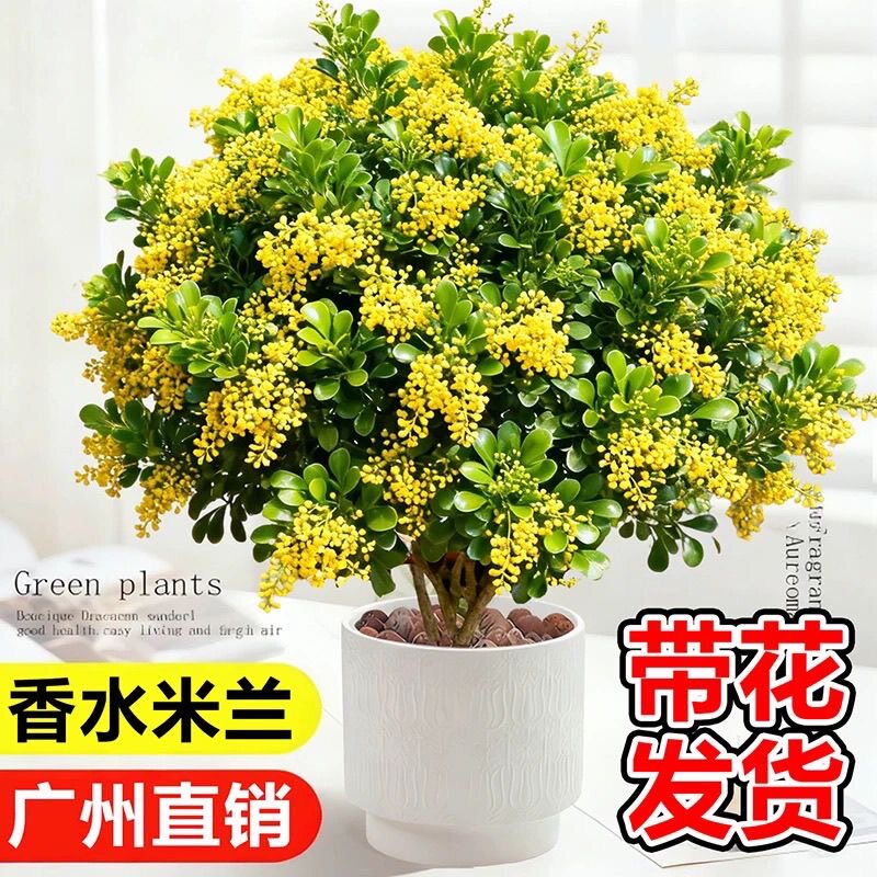 大盆米兰花盆栽带花苞老桩树苗花卉绿植室内阳台四季开花驱蚊植物