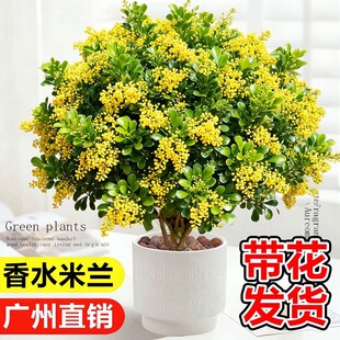 大盆米兰花盆栽带花苞老桩树苗花卉绿植室内阳台四季开花驱蚊植物