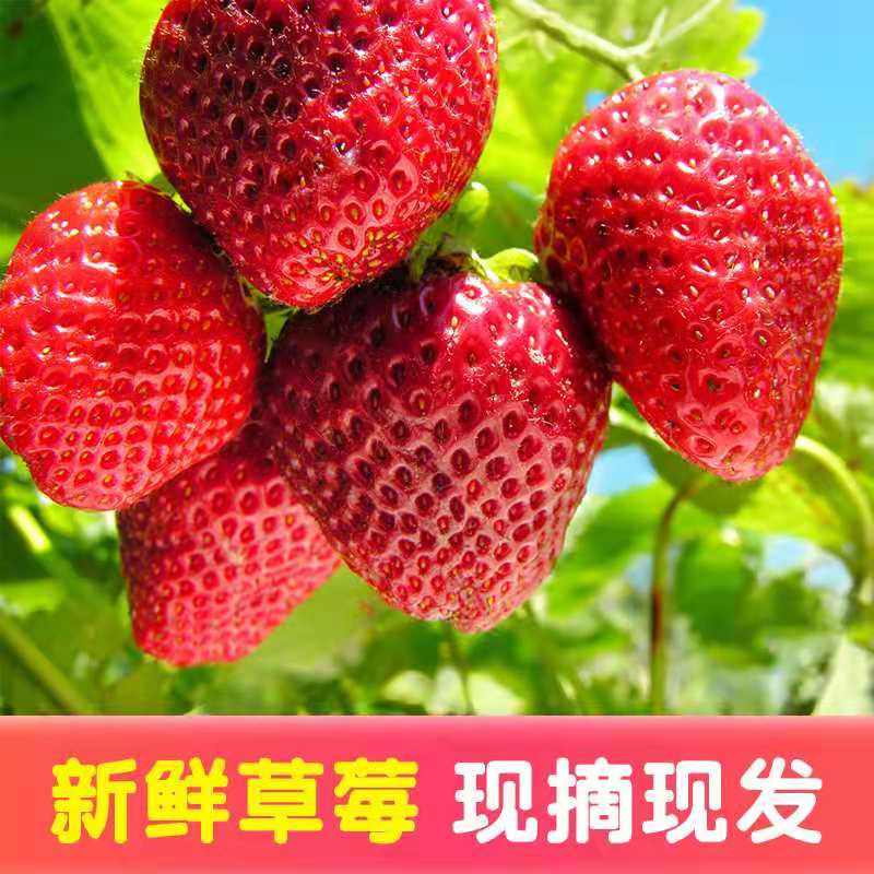 顺丰四川大凉山露天草莓新鲜现摘现发酸甜口感应季水果黔莓,水产肉类/新鲜蔬果/熟食,草莓,淘宝优惠券,粉丝福利购,淘宝优惠卷