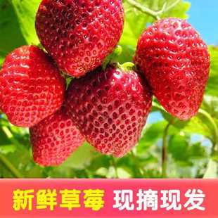 顺丰四川大凉山露天草莓新鲜现摘现发酸甜口感应季水果黔莓