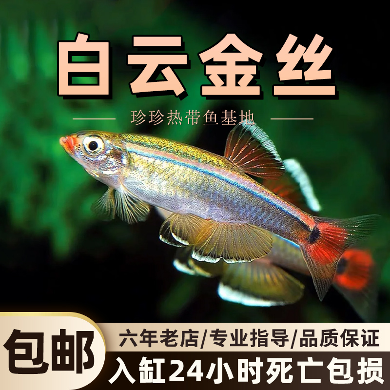 白云金丝瑰丽金丝冷水鱼小型加温