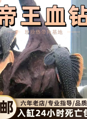 帝王血钻L600南美热带鱼