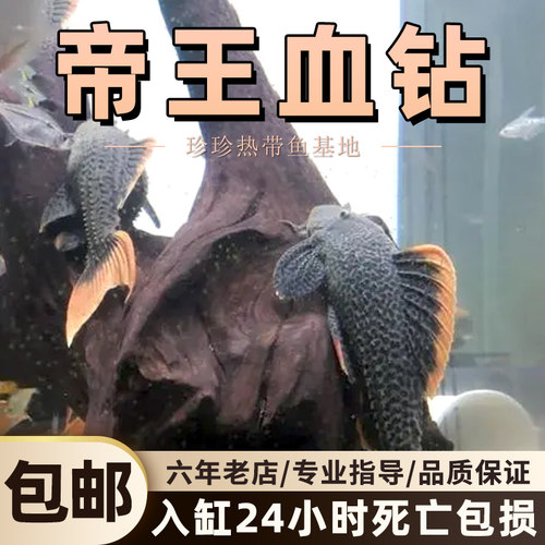 帝王血钻L600南美热带鱼