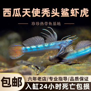 西瓜天使秃头鲨虾虎观赏鱼原生虾虎鱼除藻素食清洁鱼缸冷水饲养