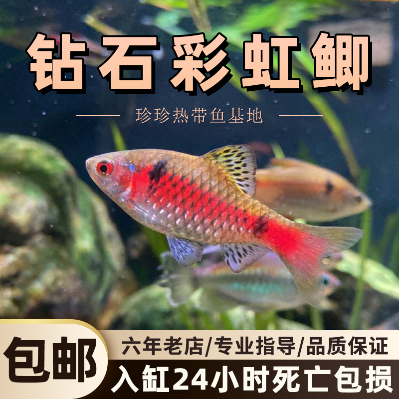 钻石彩虹鲫免加温群游鱼冷水鱼