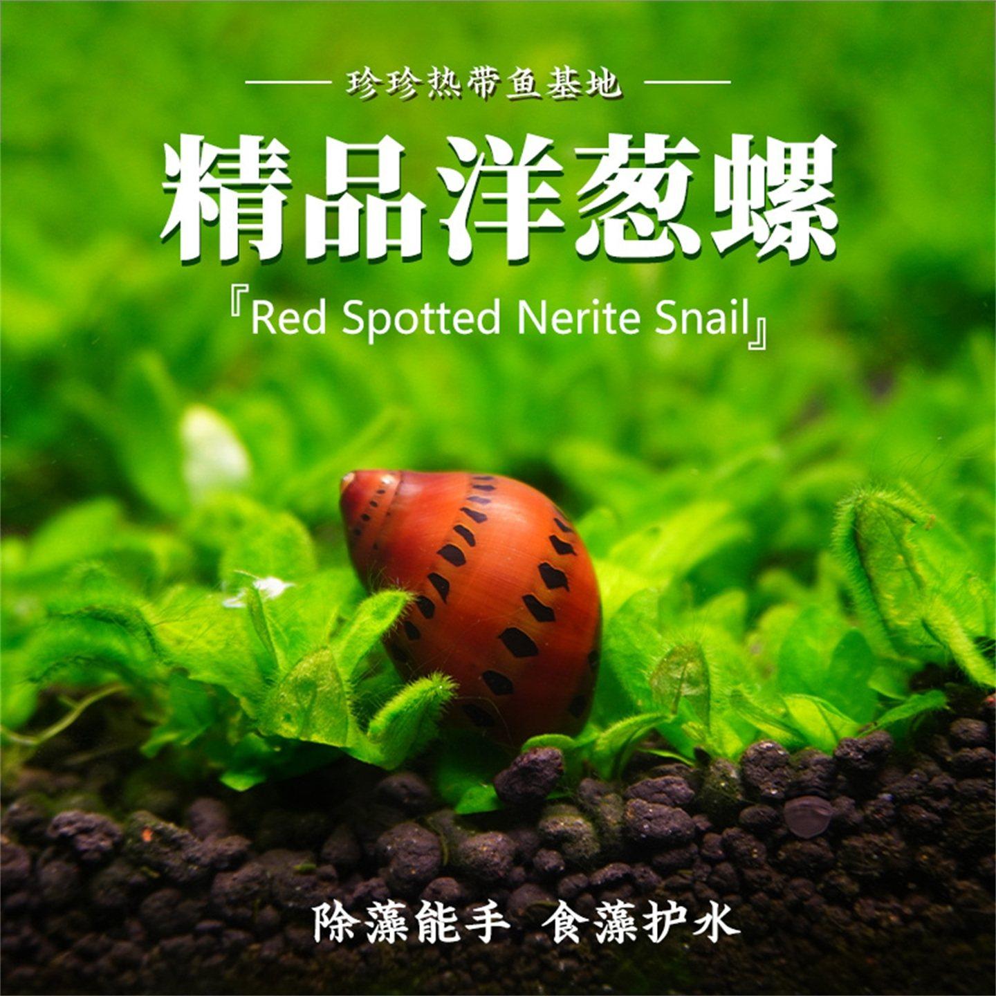 洋葱螺热带观赏螺淡水除藻工具螺苹果黑金刚螺彩蛋螺斑马螺除藻,宠物/宠物食品及用品,螺,淘宝优惠券,粉丝福利购,淘宝优惠卷
