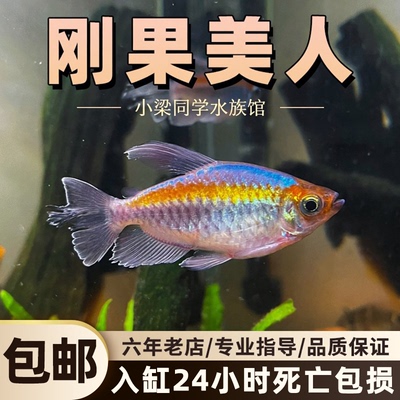 刚果美人鱼热带观赏鱼草缸群游鱼