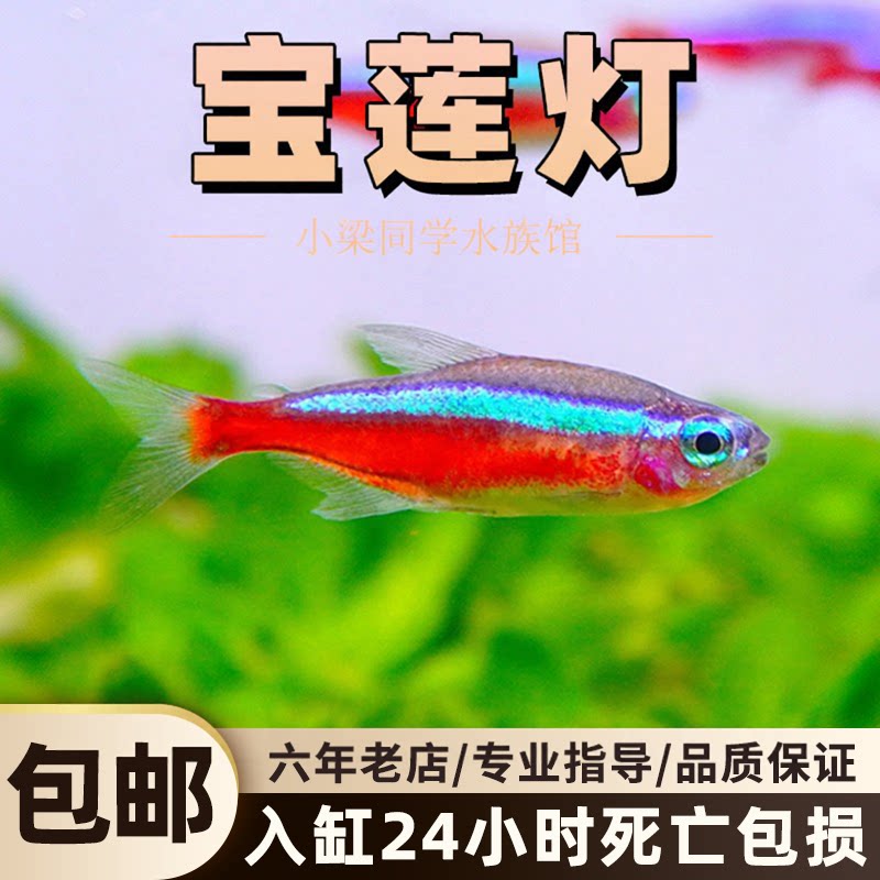 巴西宝莲灯鱼红绿灯鱼小型热带灯科鱼草缸群游鱼淡水鱼活体观赏鱼