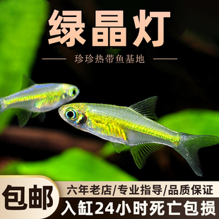 绿晶灯观赏鱼稀有迷你草缸玻璃透明群游灯科鱼淡水新手耐养热带鱼