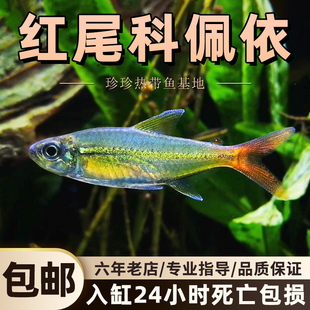 红尾科佩伊热带小鱼活观赏鱼新手好养草缸群游鱼高端灯科鱼淡水鱼