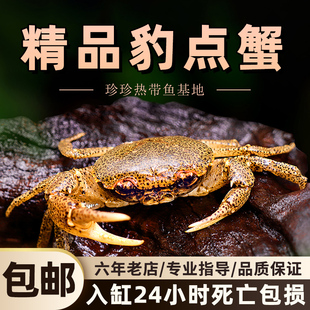 原生豹点观赏蟹芝麻豹纹蟹迷你小型淡水吃虫除藻清洁底栖深水蟹