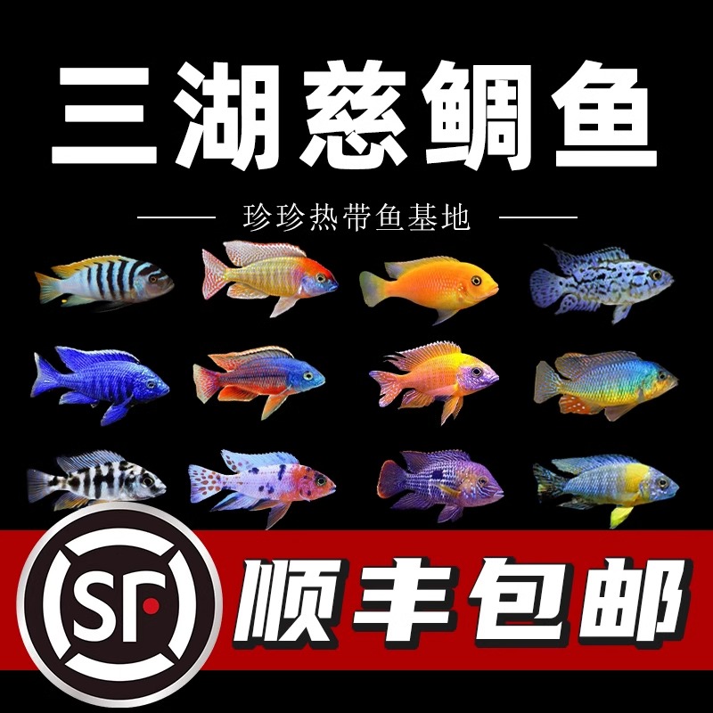 三湖慈鲷鱼观赏鱼马鲷活体鱼耐养易活非洲王子小型热带鱼淡水鱼