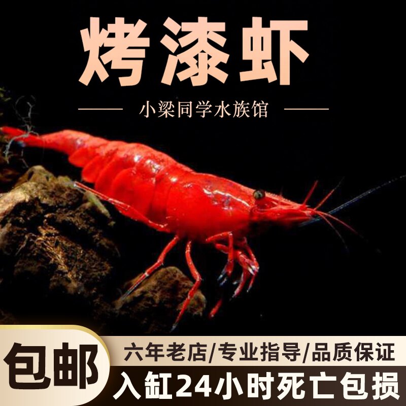 烤漆虾鲜活观赏虾除藻虾淡水宠物虾樱花虾极火虾鱼缸残渣清洁虾图片