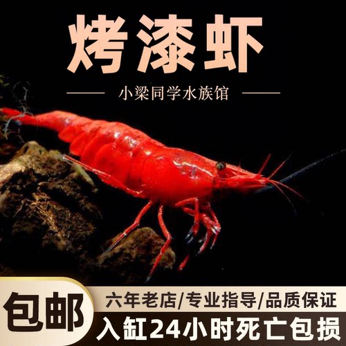 烤漆虾鲜活观赏虾除藻虾淡水宠物虾樱花虾极火虾鱼缸残渣清洁虾