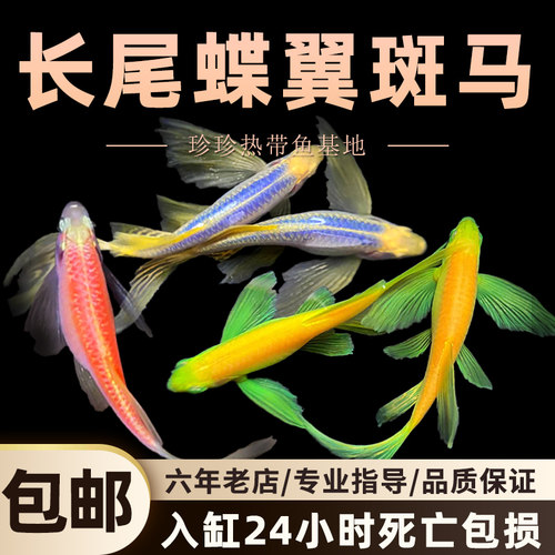 蝶翼斑马热带群游鱼长尾斑马鱼