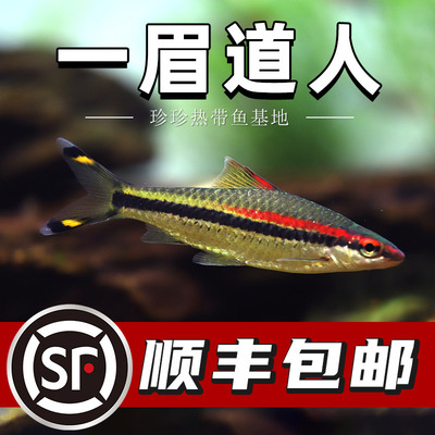 一眉道人群游鱼观赏鱼活体热带