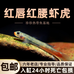 红唇红腰虾虎原生观赏鱼枝桠虾虎鱼冷水鱼吃藻鱼缸宠物活体小型鱼