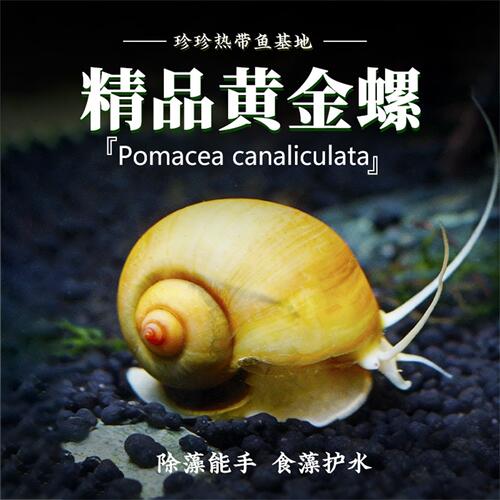 黄金螺淡水鱼缸除藻吃粪清洁