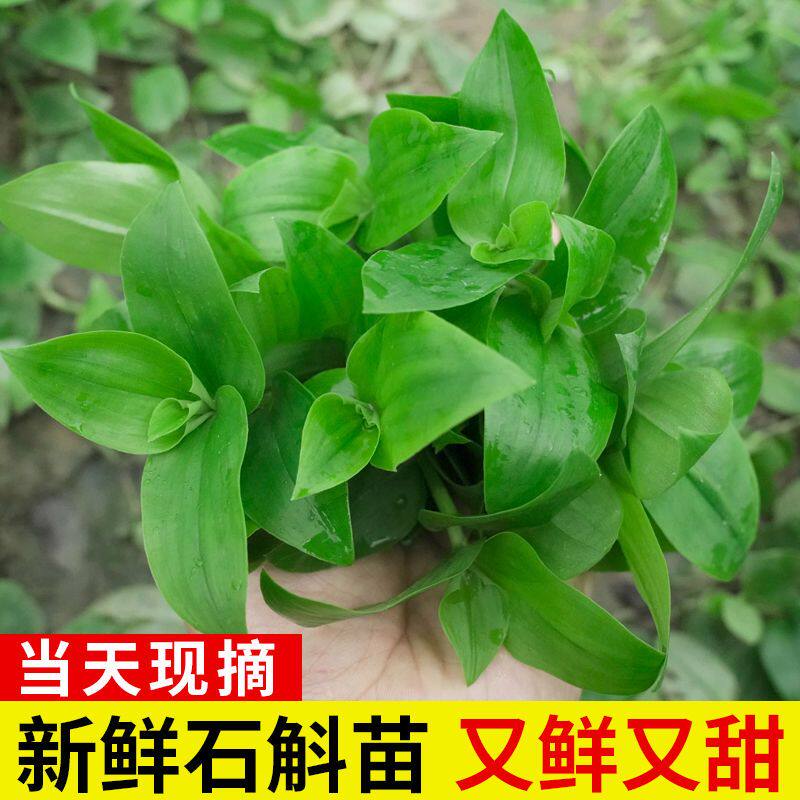 石斛苗食用新鲜 0.5斤/1斤/3斤福建农家特产现摘养生蔬菜水培新芽
