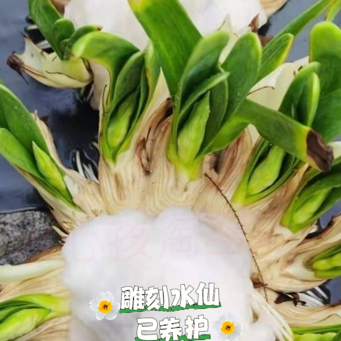 漳州水仙花种球大种球已雕刻直立款好泡水养护花枝水培植物盆栽