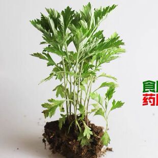 食用艾草盆栽新鲜艾蒿艾叶苗阳台庭院喜阳香草驱蚊植物煲汤艾糍