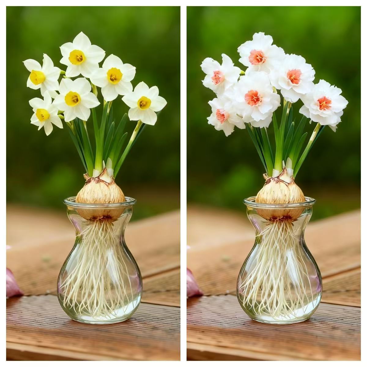 水培植物室内桌面阳台耐寒四季水养土培好养盆栽植物花单瓣复瓣发