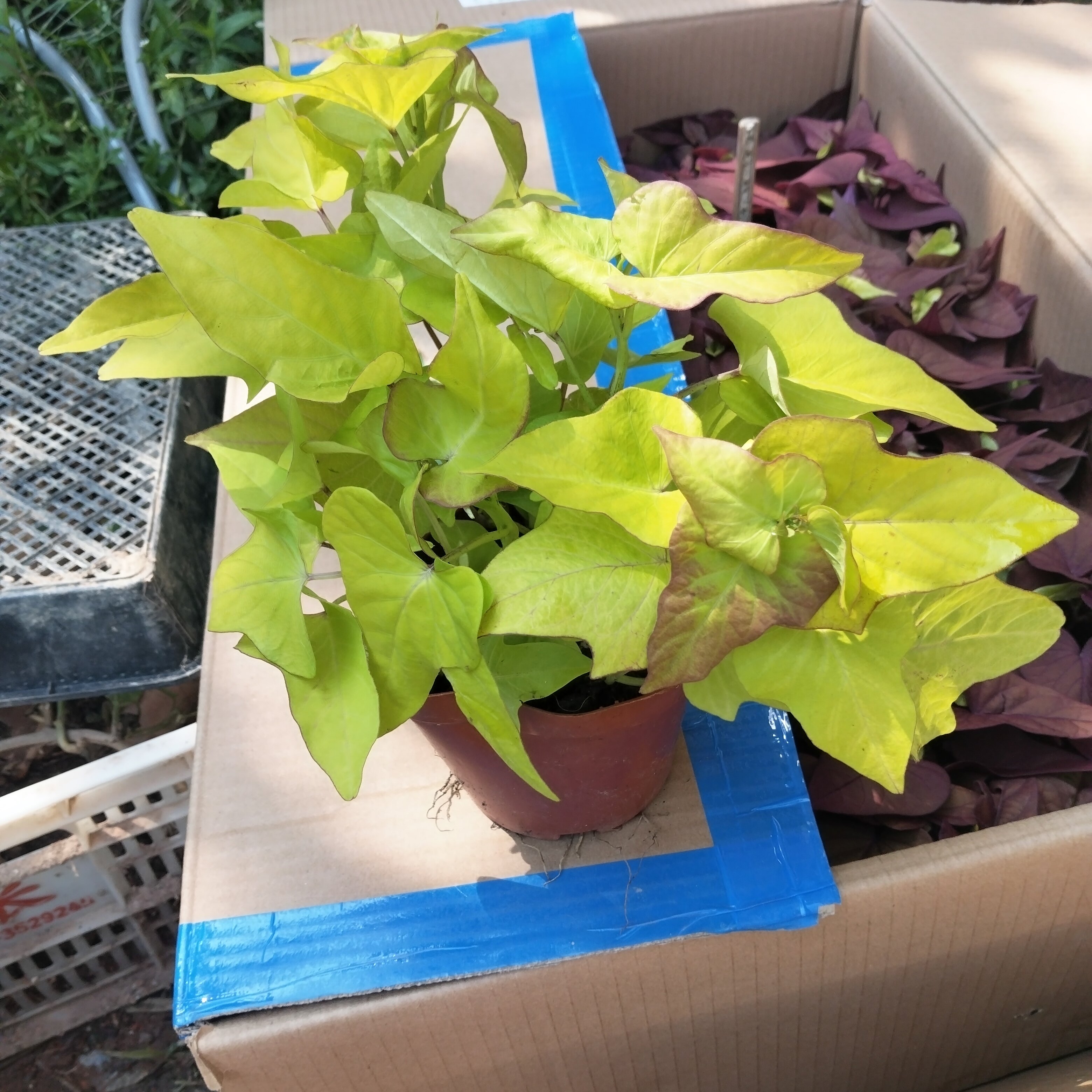 三角梅盆栽红薯苗金色番薯叶庭院阳台花卉植物耐热耐好养易活剪盆