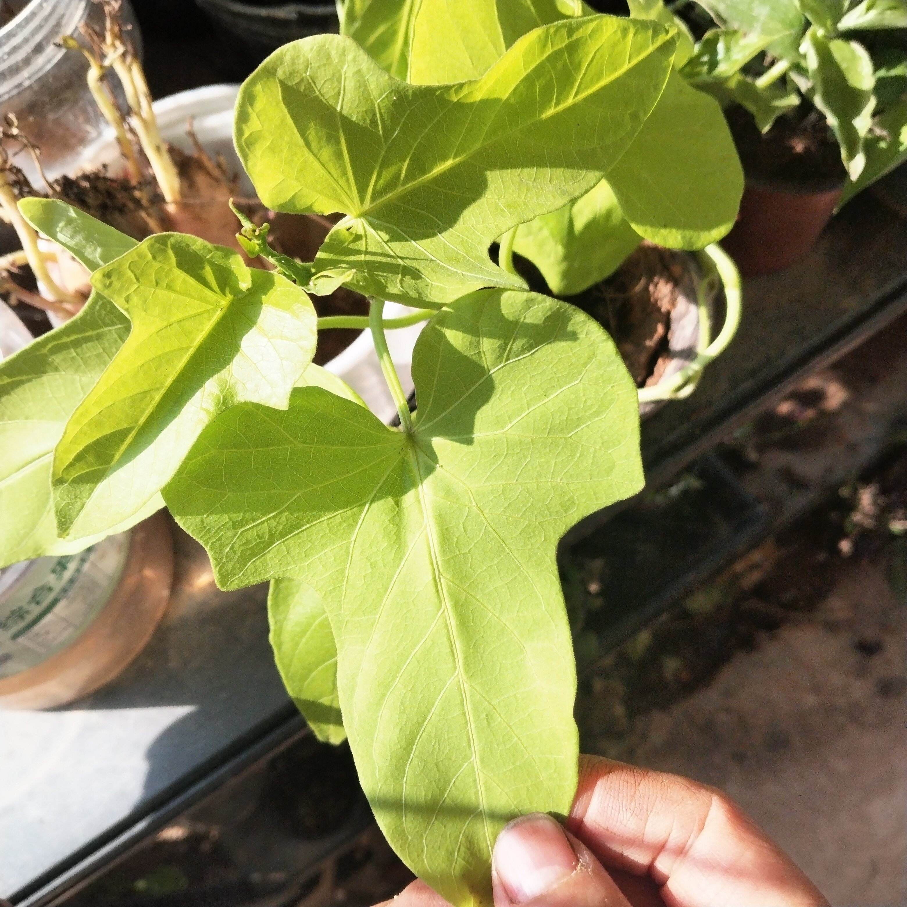金叶薯金叶番薯苗金叶地瓜观叶番薯苗多年生彩叶花镜植物防辐射