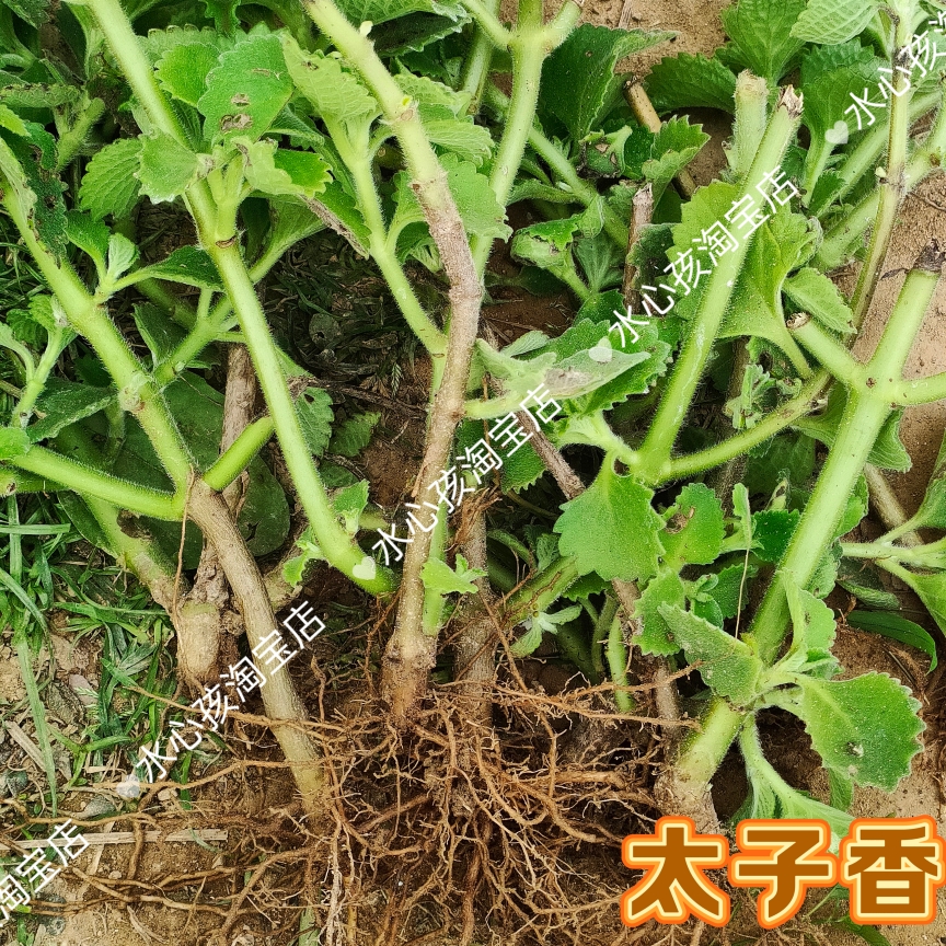 老大叶左手香到手香碰碰香还魂草阳台多肉植物驱蚊虫一抹香洋薄荷