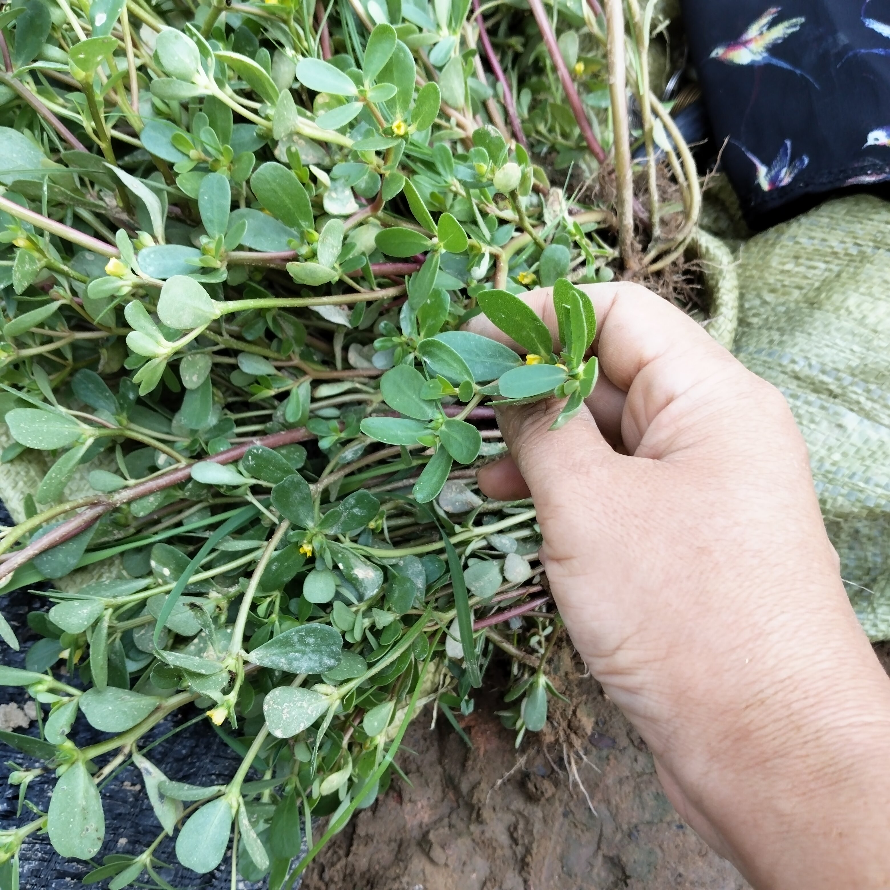 新鲜现采带土发货马齿苋菜农家大田四季蚂蚱菜盆栽食用红马齿苋