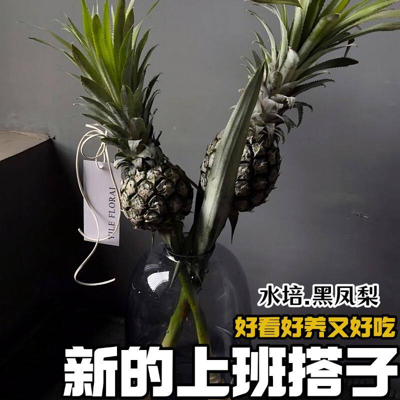 上班搭子旺来迷你凤梨黑凤梨观赏可水培迷你小菠萝黑凤梨水养凤梨