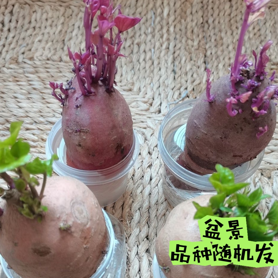 水培植物发芽红薯苗地瓜苗土培盆景鱼缸阳台观赏水培植物盆景盆栽
