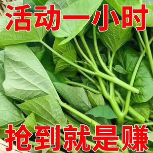 带根食叶型红薯叶种子红薯苗种植专吃叶子苗番薯种苗吃叶红薯苗子