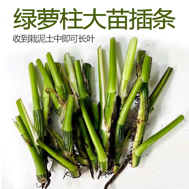 大叶绿萝【十颗插条】包邮柱养爬藤垂盆绿萝苗圆你一个DIY 盆景梦