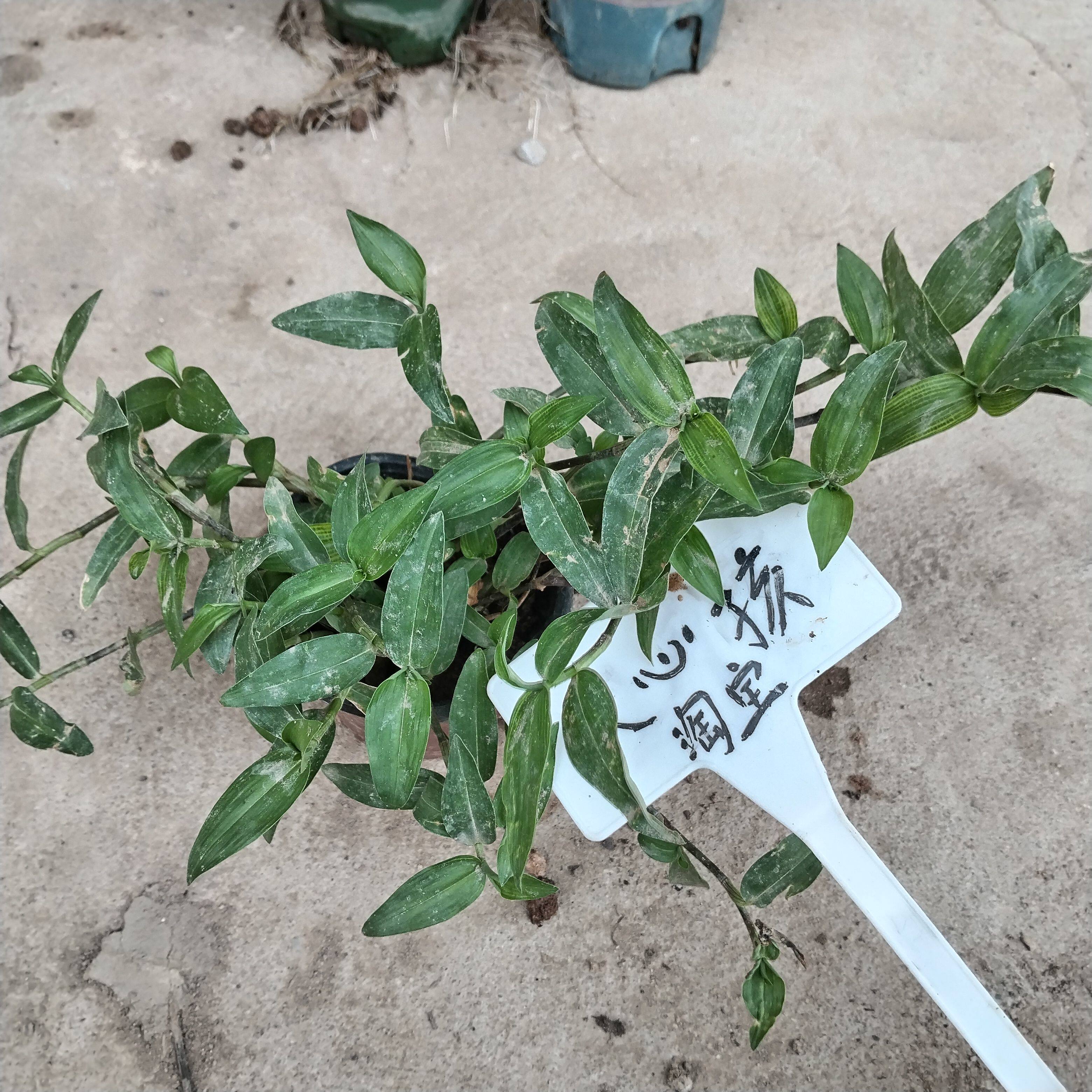 带根带土发货鸭跖草天然竹叶菜水竹叶草碧竹子中草药现采消肿化痰
