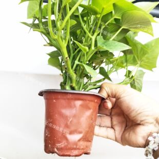 专吃叶子红薯苗种苗食叶型苕尖苗番薯叶食用长寿菜新鲜苕尖种子