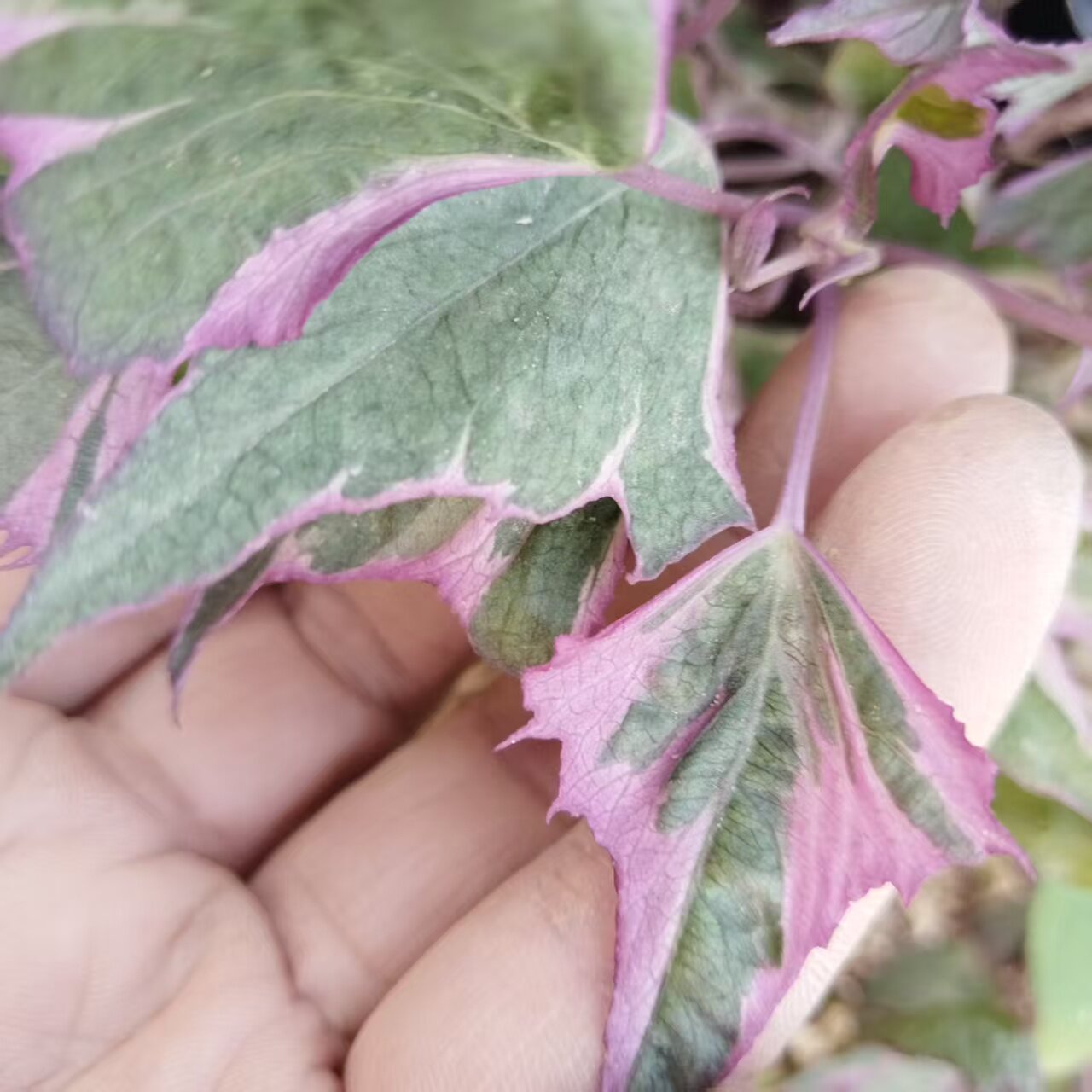 红背菜苗植物观察水培土养红薯叶锦苗稀有番薯叶观赏长地瓜阳台爬