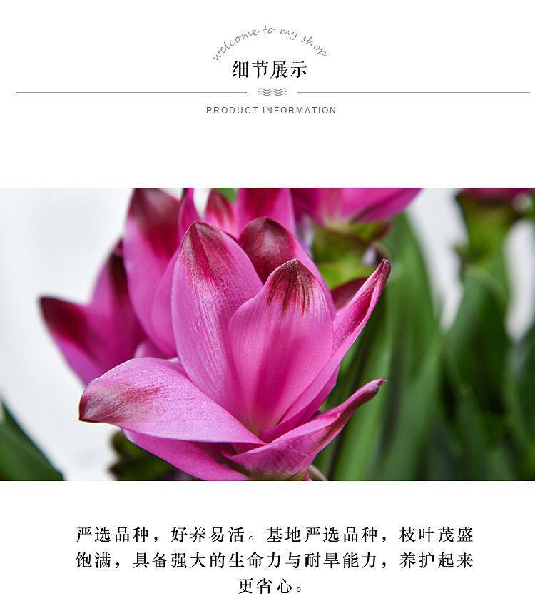 姜荷花苗阳台庭院耐热盆栽带花苞多年生球根植物四季礼佛重瓣花卉