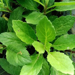 新鲜白子菜枝叶白子菜全草片仔癀草盆栽带根苗漳州特产庭院种植