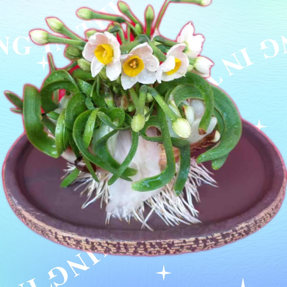 半成品客厅阳台水培绿植盆栽比赛造型种球漳州水仙花雕刻盆栽开花