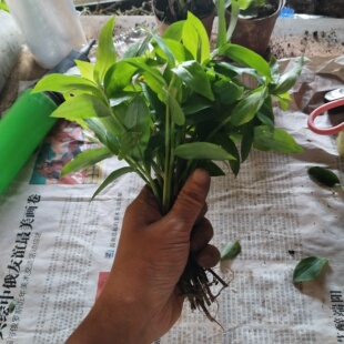 水竹叶鸭跖草盆栽庭院开花易爆盆竹叶痰火草青叶吊竹梅汉白玉吊兰